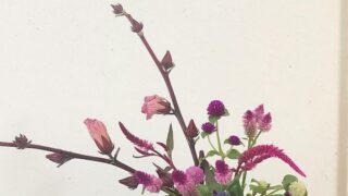 食べられる真っ赤な実のベニアオイ（ローゼル）/花付きをいけばなで楽しむ