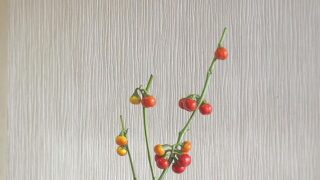 九谷焼の一輪挿しを使って飾る実もの・秋を感じるプチトマトのような〜ハナナス〜