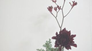 大人なクリスマスに飾りたい『赤い花材』｜シックな色合いのダリアとカンガルーポー
