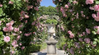 モーニングローズ・アーリーエントリー【４日間限定】ぎふワールド・ローズガーデン2024年春のイベントに参加