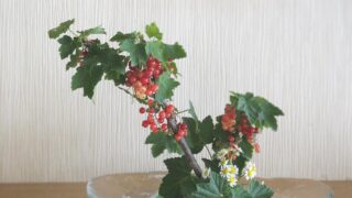 切り花をリメイク！花の生け直し術をマスターして花のある日常を楽しみましょう