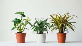 『運気が良くなる』と言われ、風水効果が期待されるおすすめの観葉植物5選
