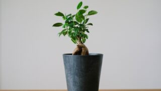 人気の観葉植物『ガジュマル』を元気に育てる方法:枯らさない為の8つのポイント