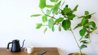 ゴムの木(フィカス)の種類と特徴:育て方を知ってグリーンライフを楽しみましょう!