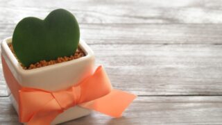 大切な人へ『癒し』の贈り物:観葉植物プレゼント(ギフト)の選び方とおすすめ5選