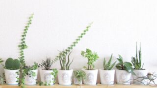 癒し効果抜群!丸い葉っぱが特徴的な観葉植物10選/育て方と葉の手入れポイント