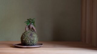 パンダガジュマル&フィカス・シャングリラとは?ガジュマルの仲間と苔玉、テラルウムの育て方