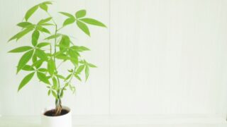 パキラを育てたいあなたへ!『実生』と『挿し木』の違いや育て方と選び方を解説