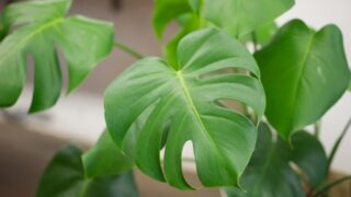 【初心者向け】モンステラの育て方と増やし方|気根や支柱についても解説