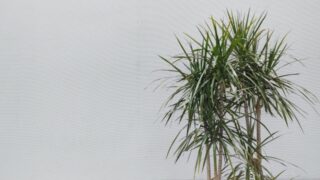 育てやすい観葉植物『ドラセナ』入門｜おすすめの種類、特徴、風水効果とトラブル対処法まで