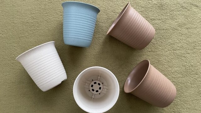 『観葉植物の植え替えは必要？』初心者が迷わず始められるタイミングと手順のガイド