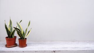 サンスベリアって育てやすい?初心者が安心して選べる5つの人気品種と魅力