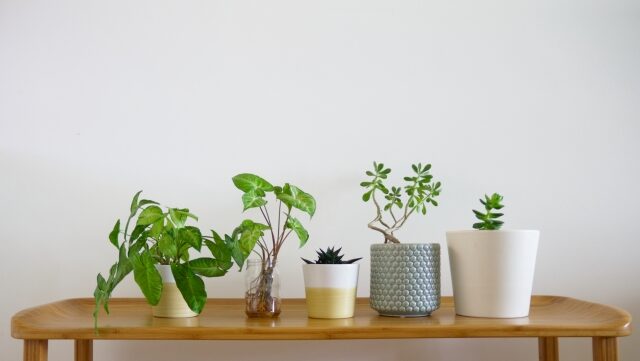 観葉植物に肥料って必要？初心者が知っておきたい肥料と栄養剤（活力剤）の基本と選び方