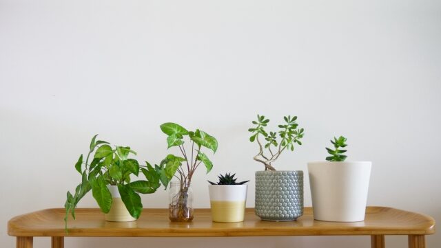 『観葉植物の名前が分かりづらい』理由と初心者が迷いやすい品種の見分け方を解説