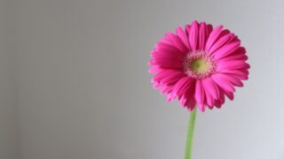 AND PLANTSアプリ【AND FLOWER】レビュー｜おしゃれなお花が届く！使い方と感想まとめ