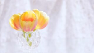 冬の花10選｜写真付きで特徴がわかる！飾り方のコツと注意点/花アプリ・花サブスクも解説