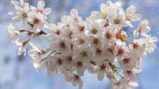 【春の花】桜は、おうちでも楽しめる|切り花の桜を咲かせるコツと失敗しない飾り方